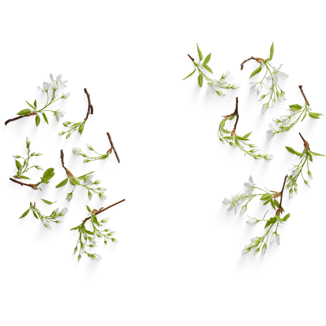 Two rows of small white flowers with green leaves and brown stems arranged in clockwise and counterclockwise circles on a green background.