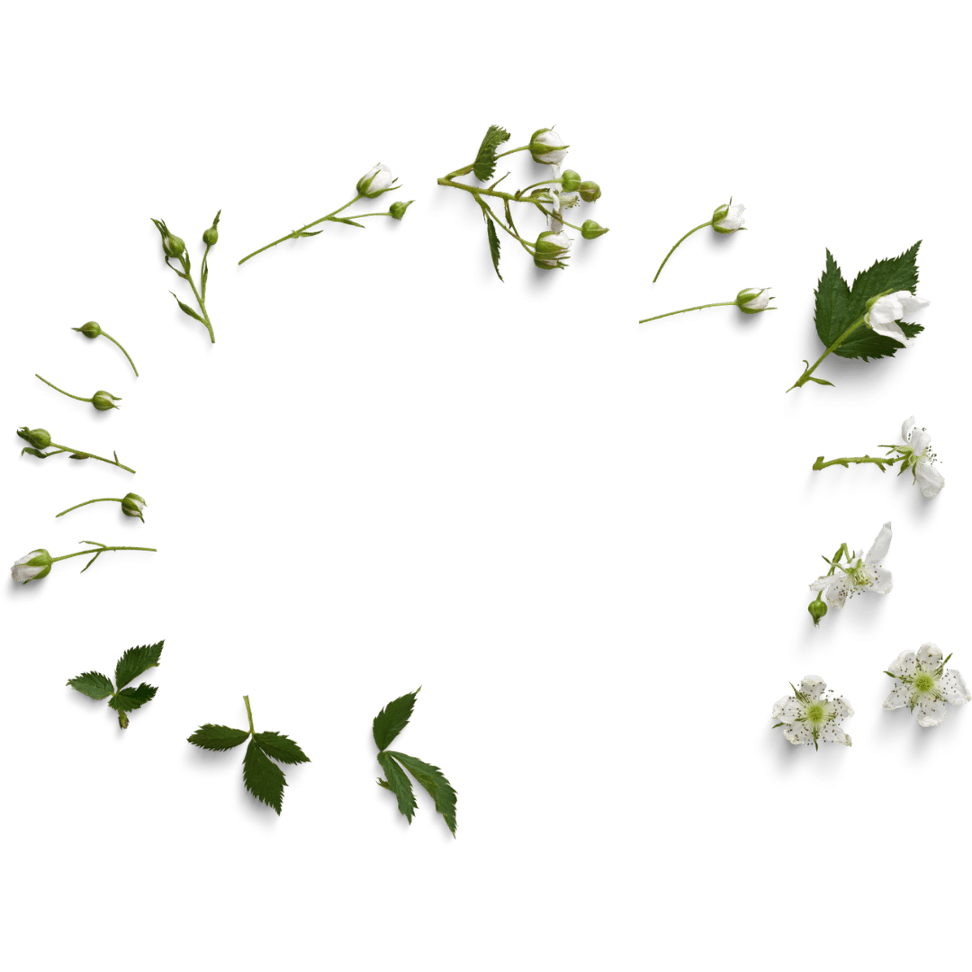 Arranged white flowers and green leaves in a circular pattern on a transparent background
