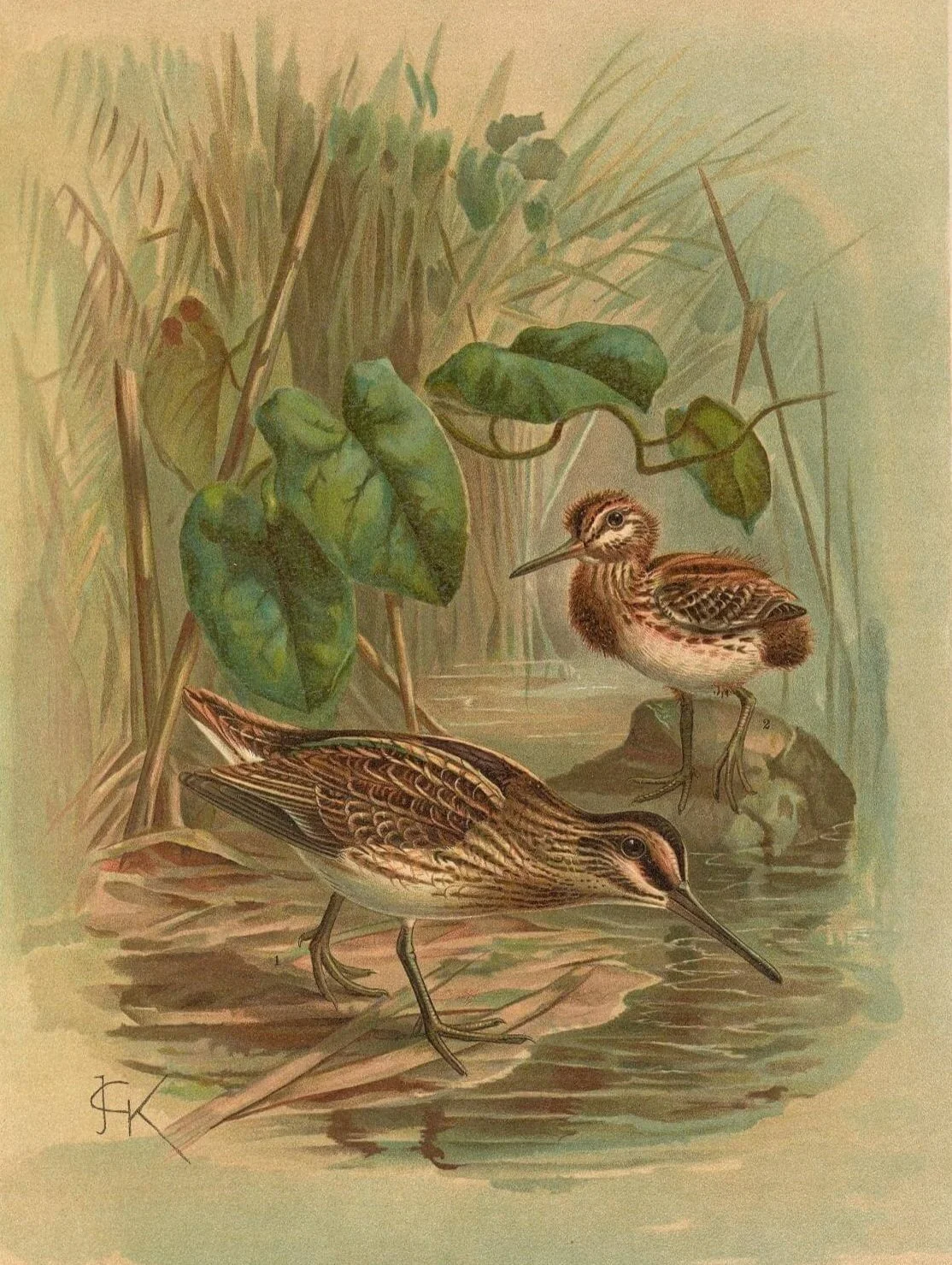 Illustration of two birds in a wetland, surrounded by green leaves and tall grasses.