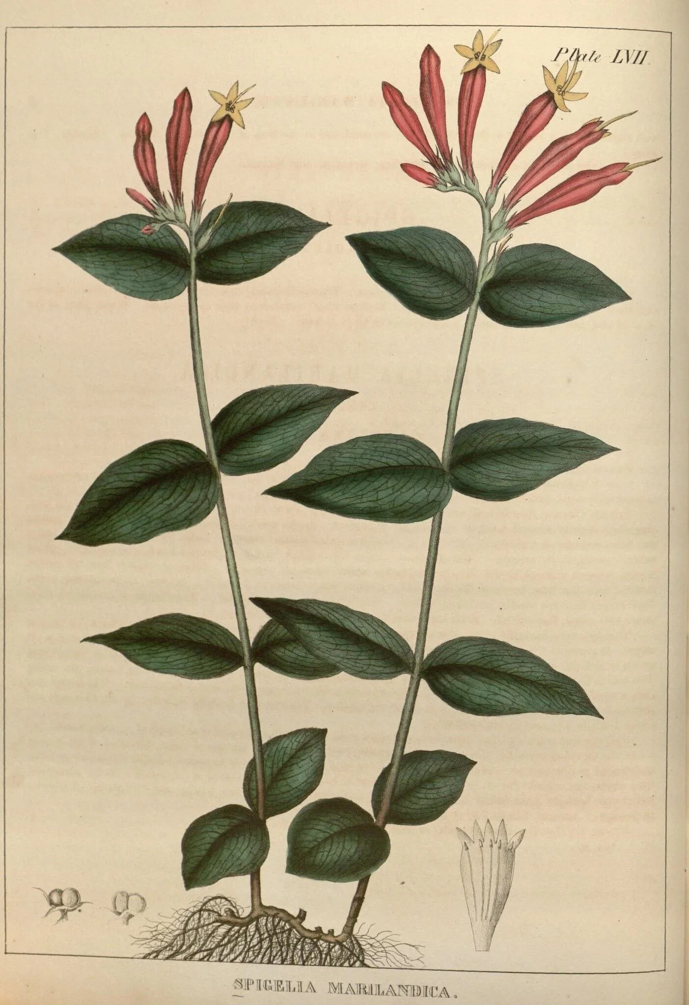 Illustration of a plant with green leaves and pink flowers with yellow centers, labeled as Spigellia Marilandica.