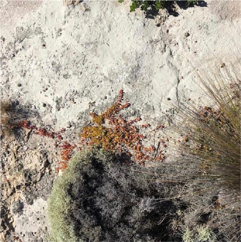 Close-up view of desert plants, including a black cactus, a branch of a plant with orange leaves, and some dry grasses on sandy soil.