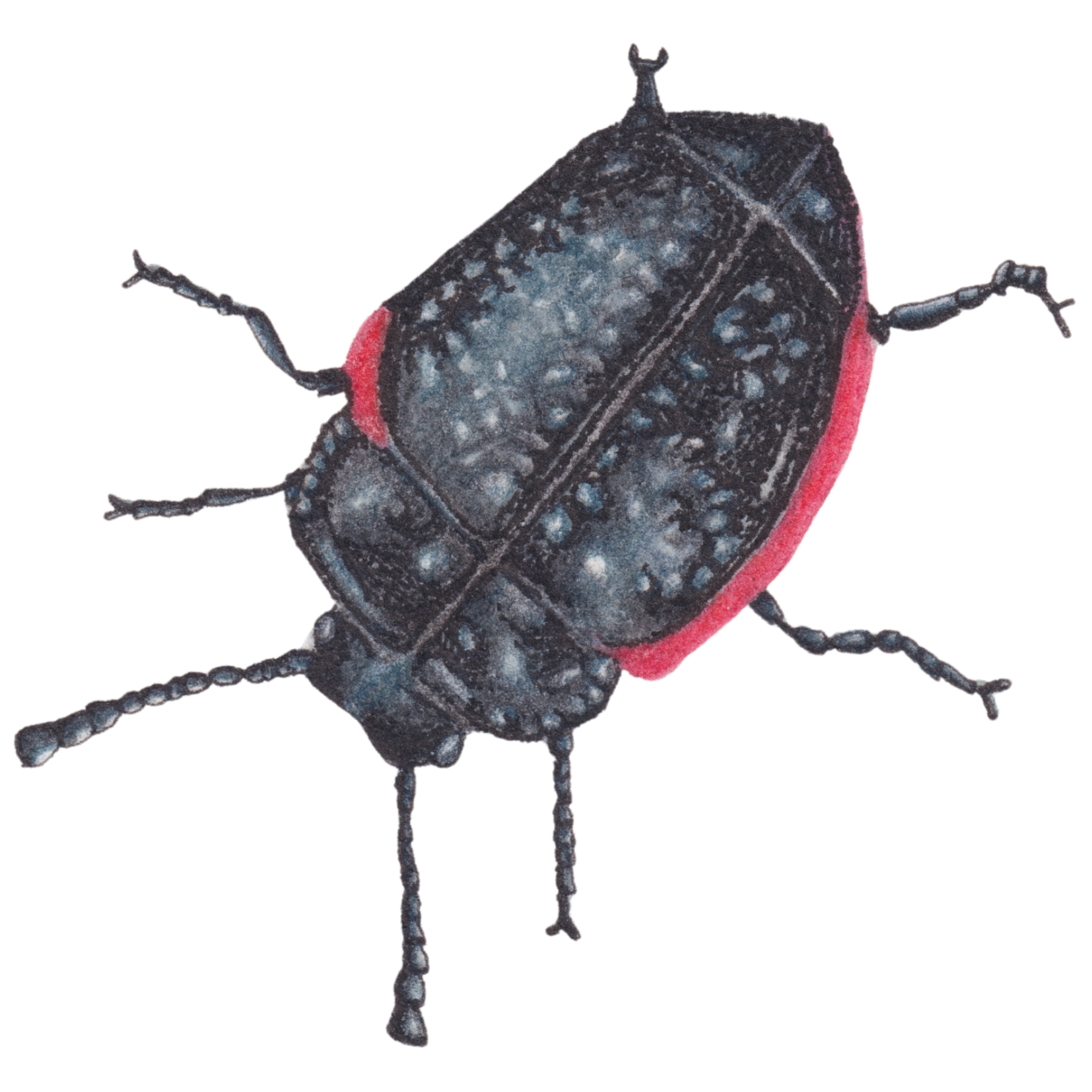 NatureScot: Plantain Leaf Beetle Logo