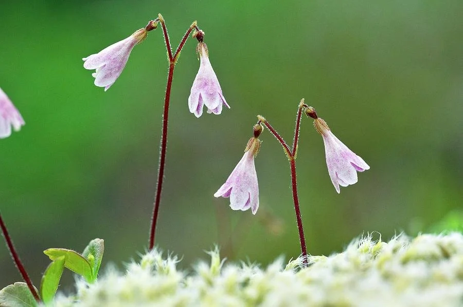 twinflower-linnaea-borealis-in-flower-bob-gibbonsscience-photo-library.jpg