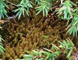 liverwort2.jpg
