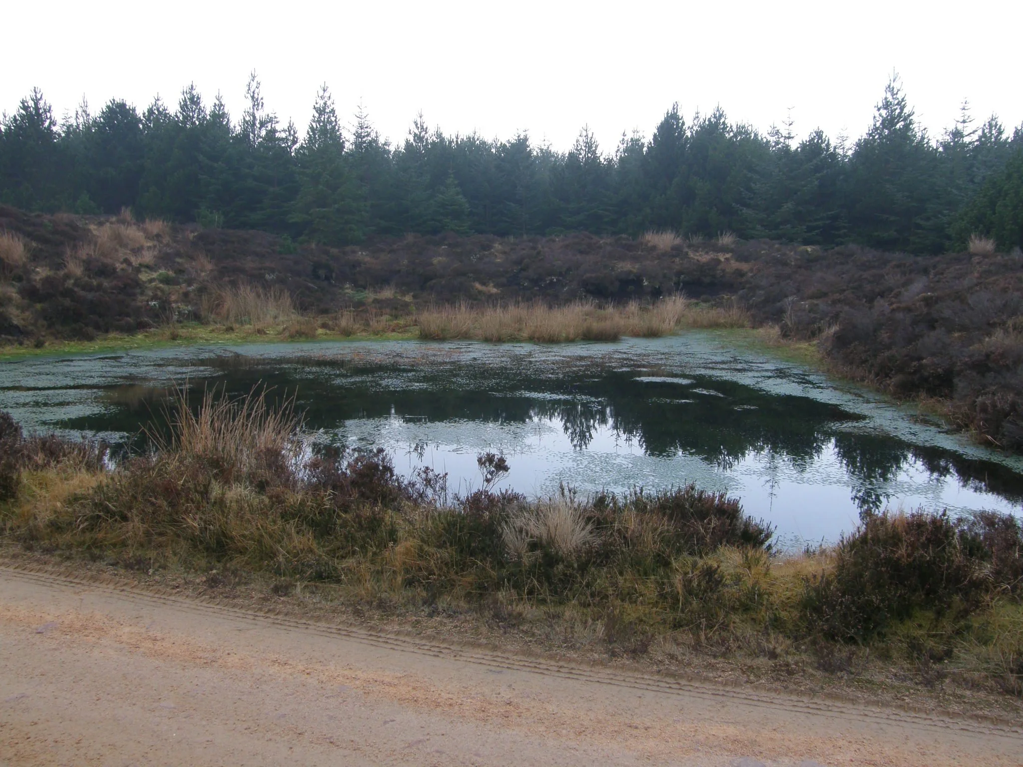 S. cuspidatum pool_270307.JPG