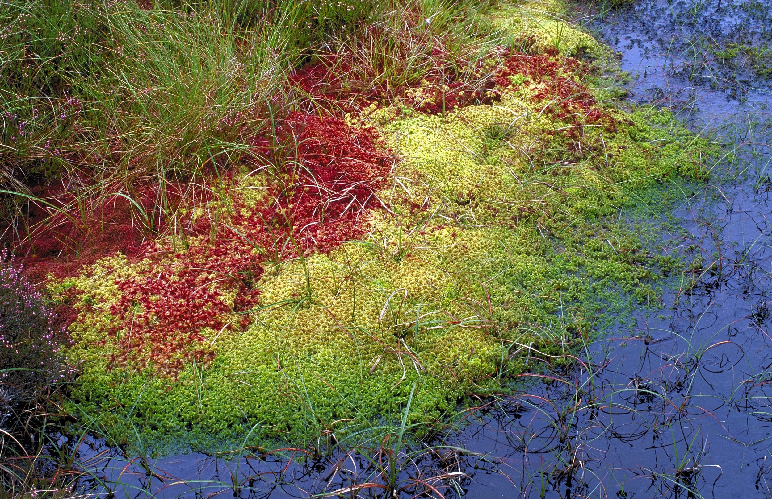 62-SM-G3-option-1-Sphagnum-carpet-Lorne-Gill-SNH.jpg