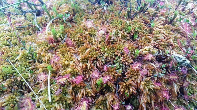 sphagnum-austinii-2buxbaumia-viridis-cropped-2.jpg