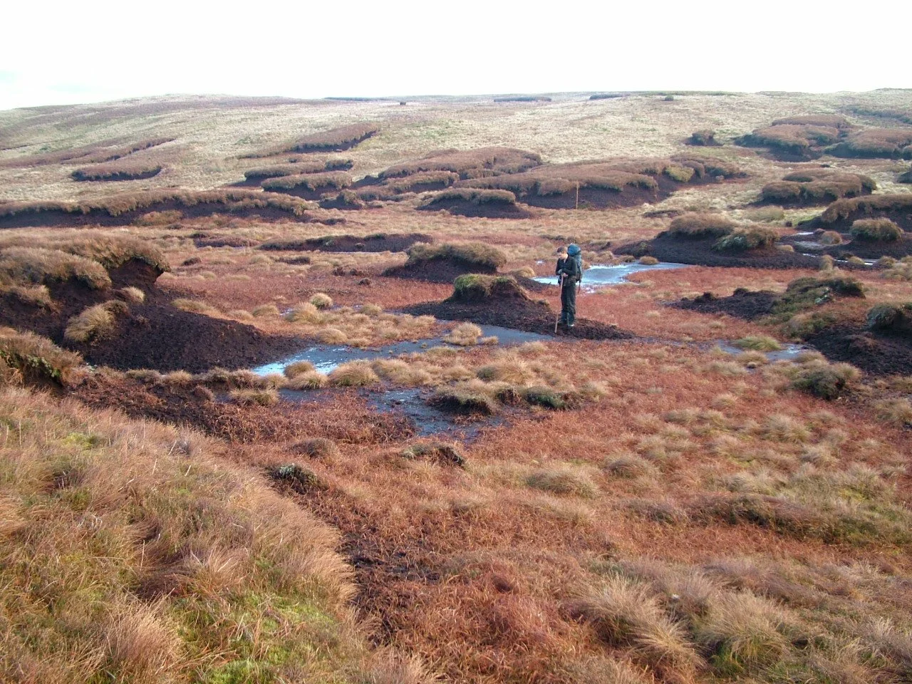 Peatlands-EIA.jpg