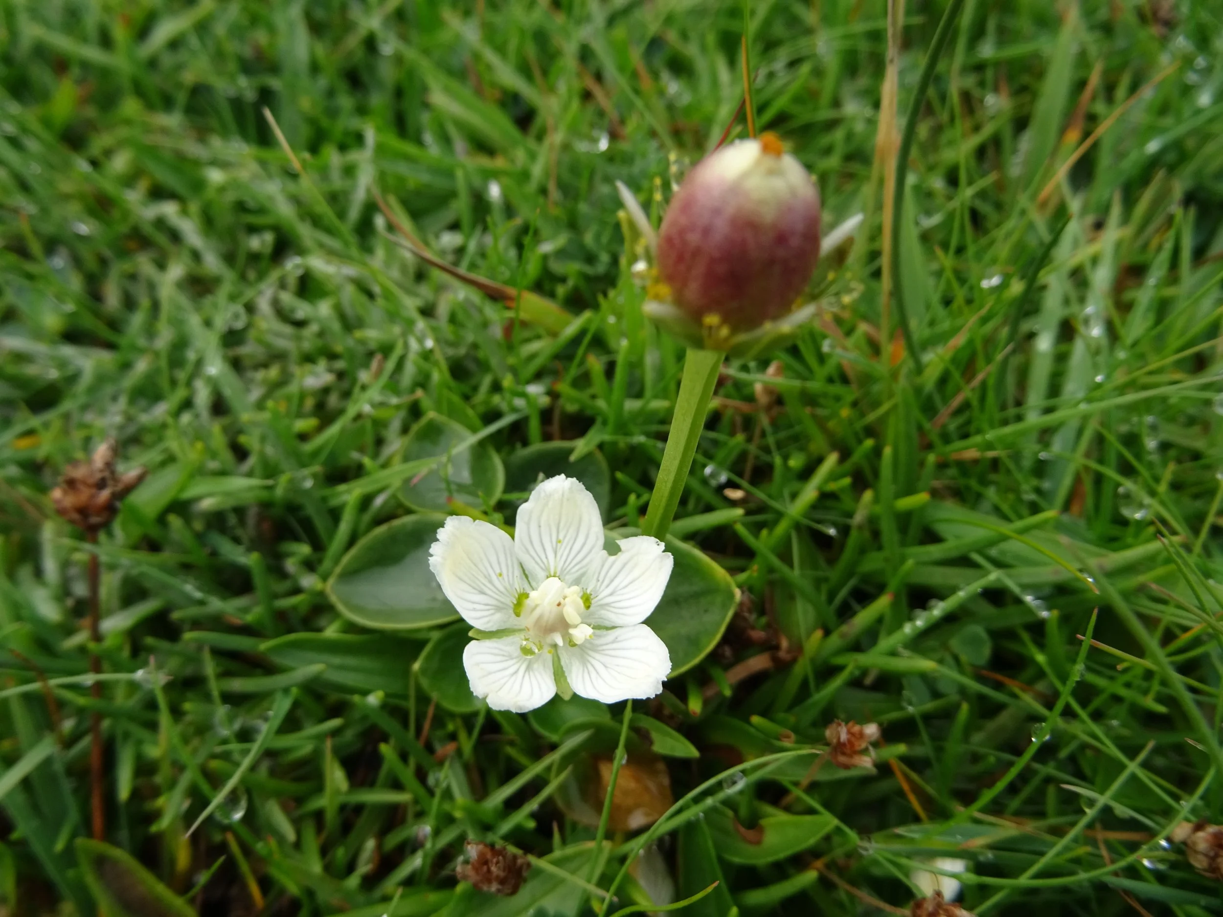 DSC08856.jpg