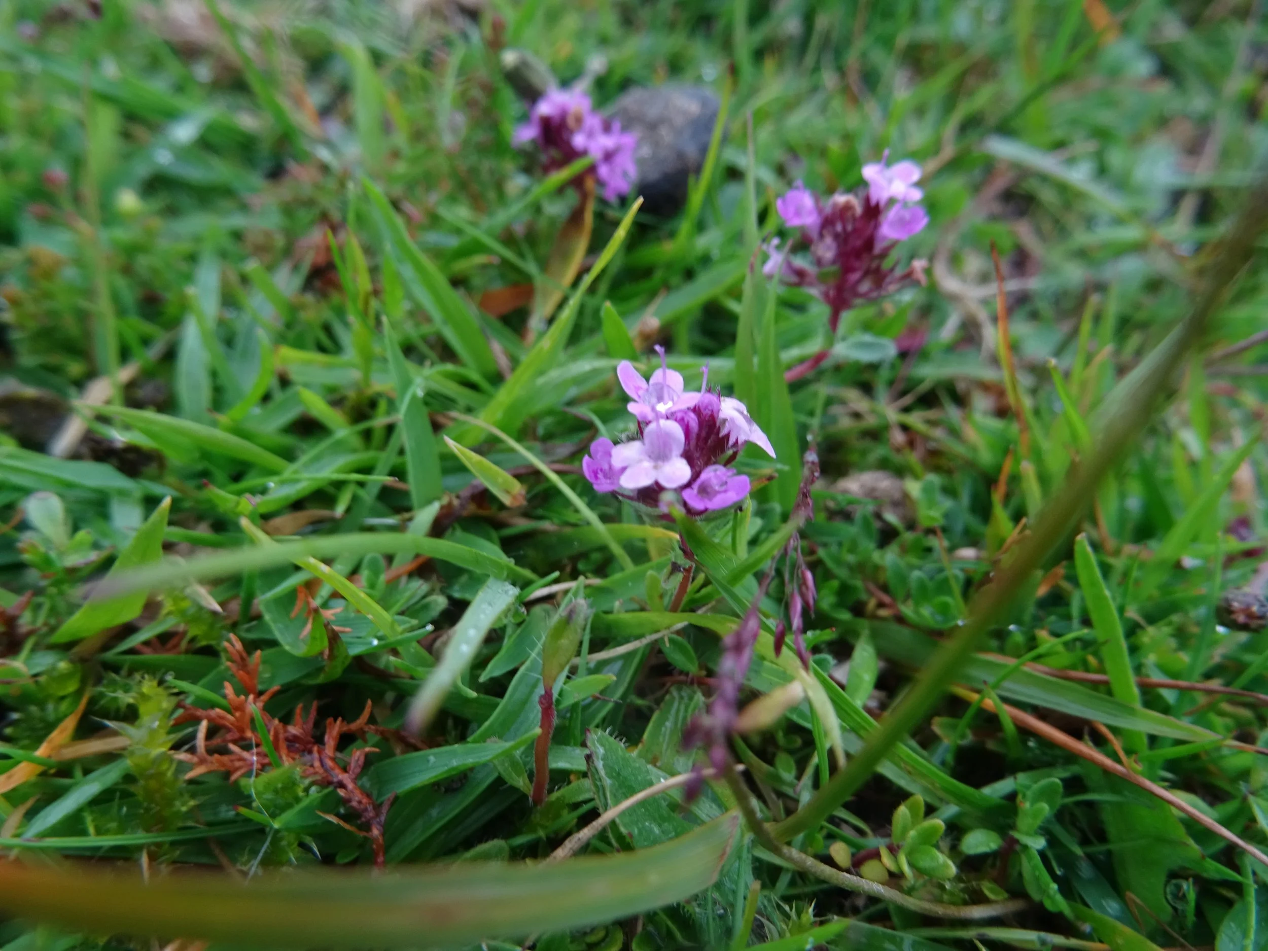DSC09320.jpg