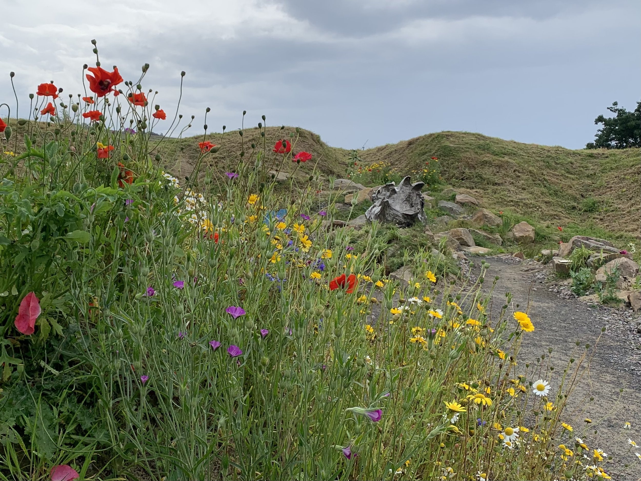 Nature Art in partnership with Species on the Edge (Orkney Nature Festival)