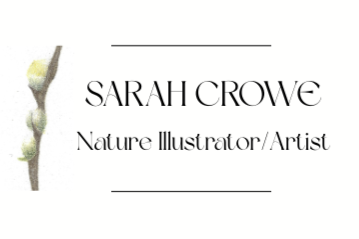 Sarah Crowe Nature Artist
