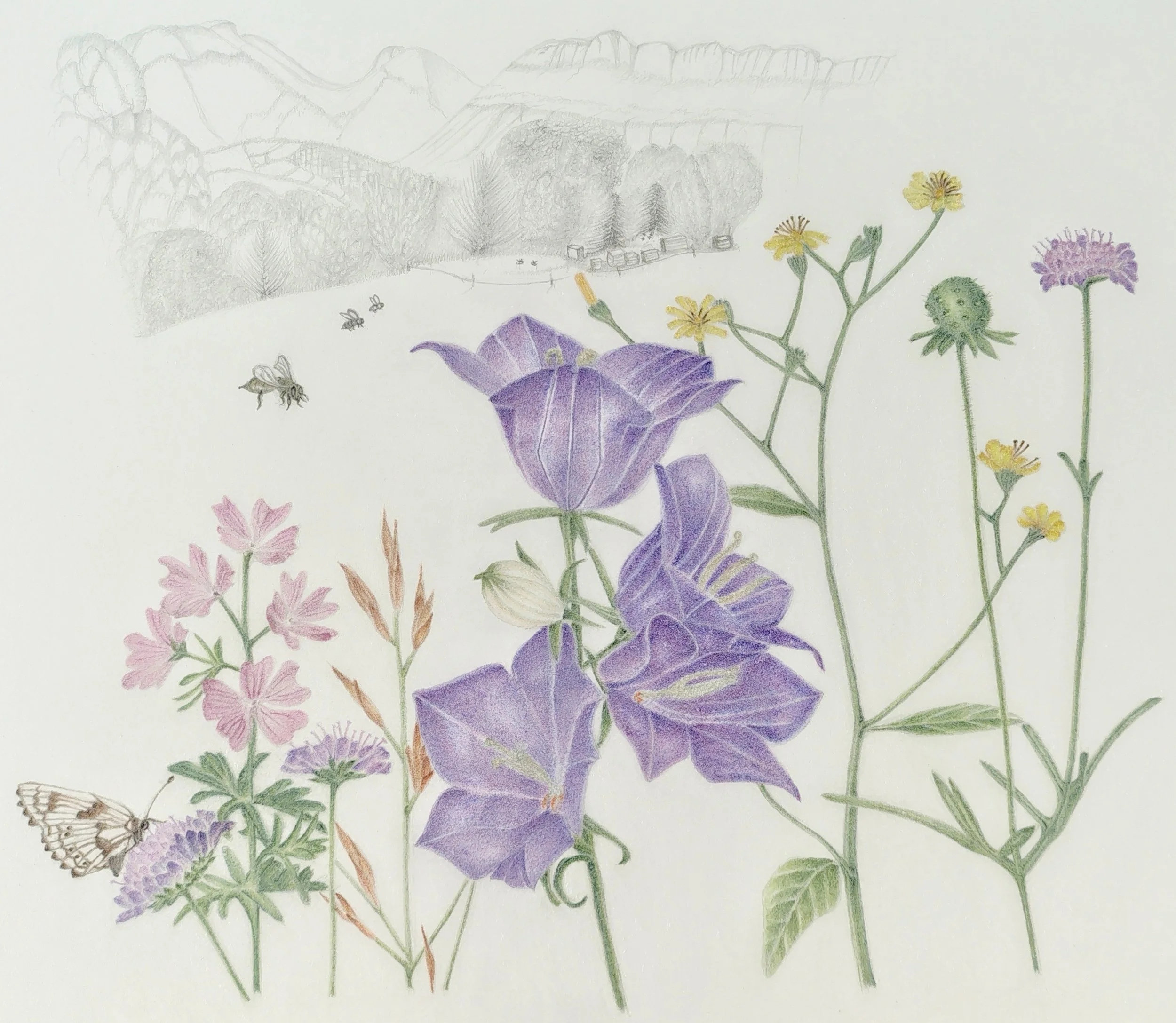 B-Lines (France): Preliminary composition