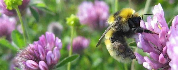 B-Lines: Species on the Edge Interpretation Board, Orkney