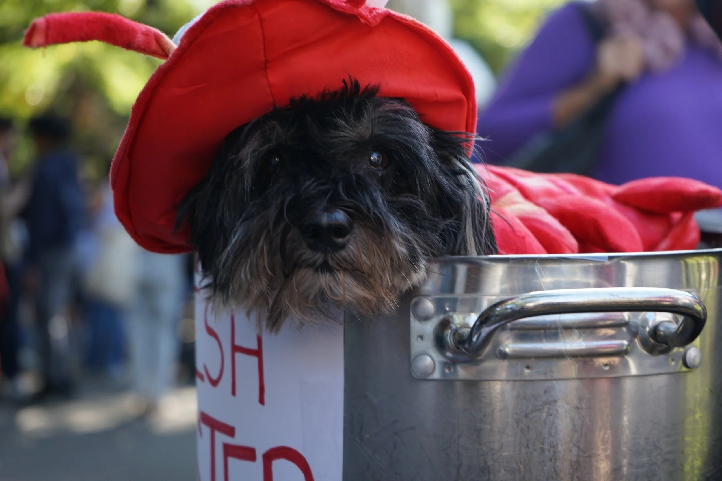 dog- Emma 1.JPG