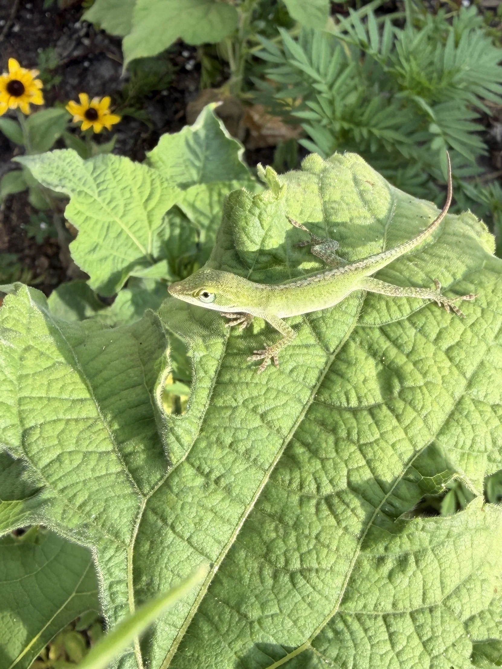 LevelCRE_lizard.jpg
