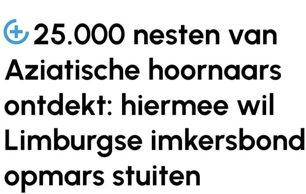 Zorgwekkende cijfers: Aziatische hoornaar rukt op