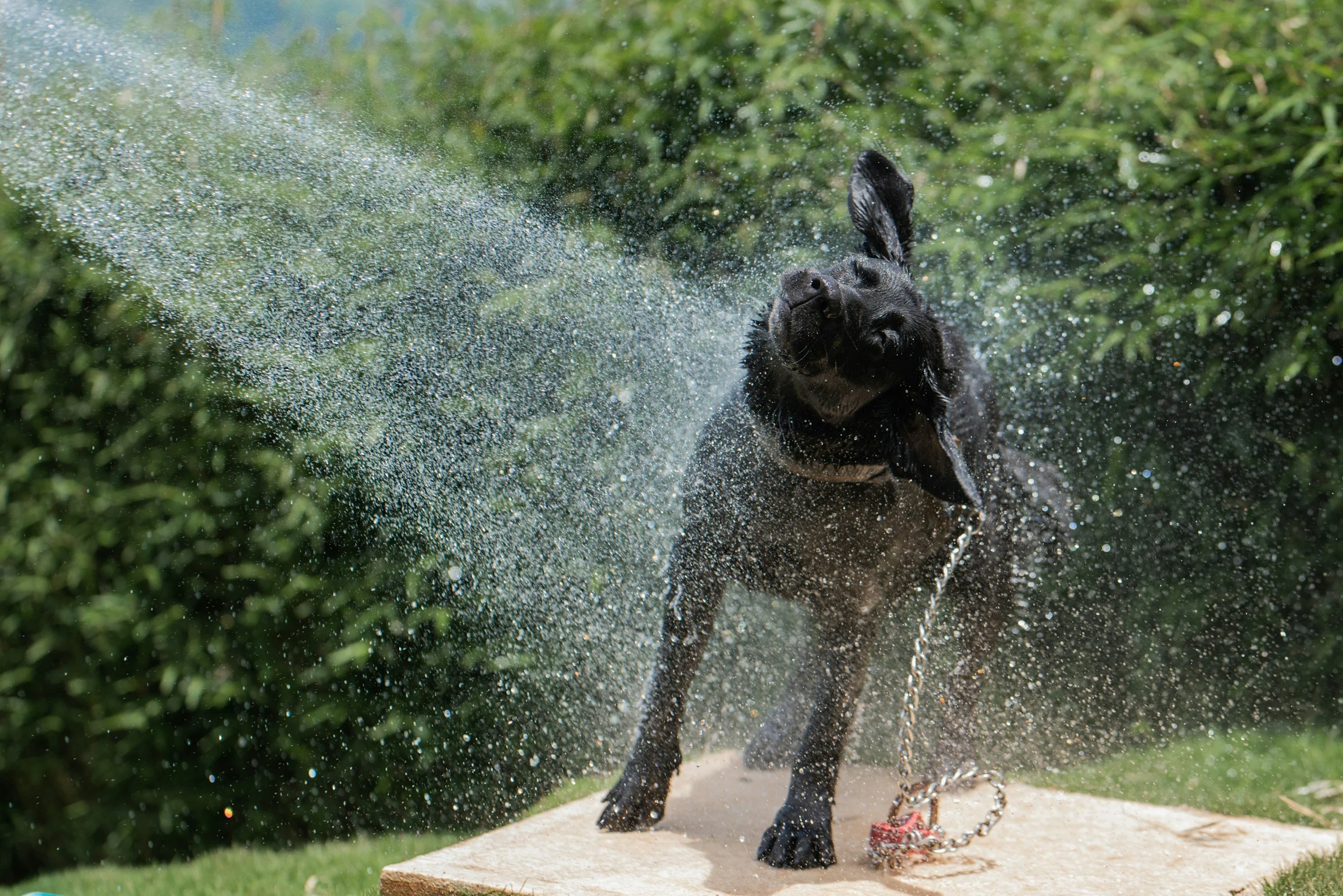 Black Labrador shaking off water outdoors