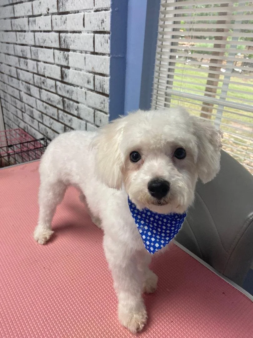 Small white dog with a blue checkered bandana on a pink surface next to a brick wall and window.