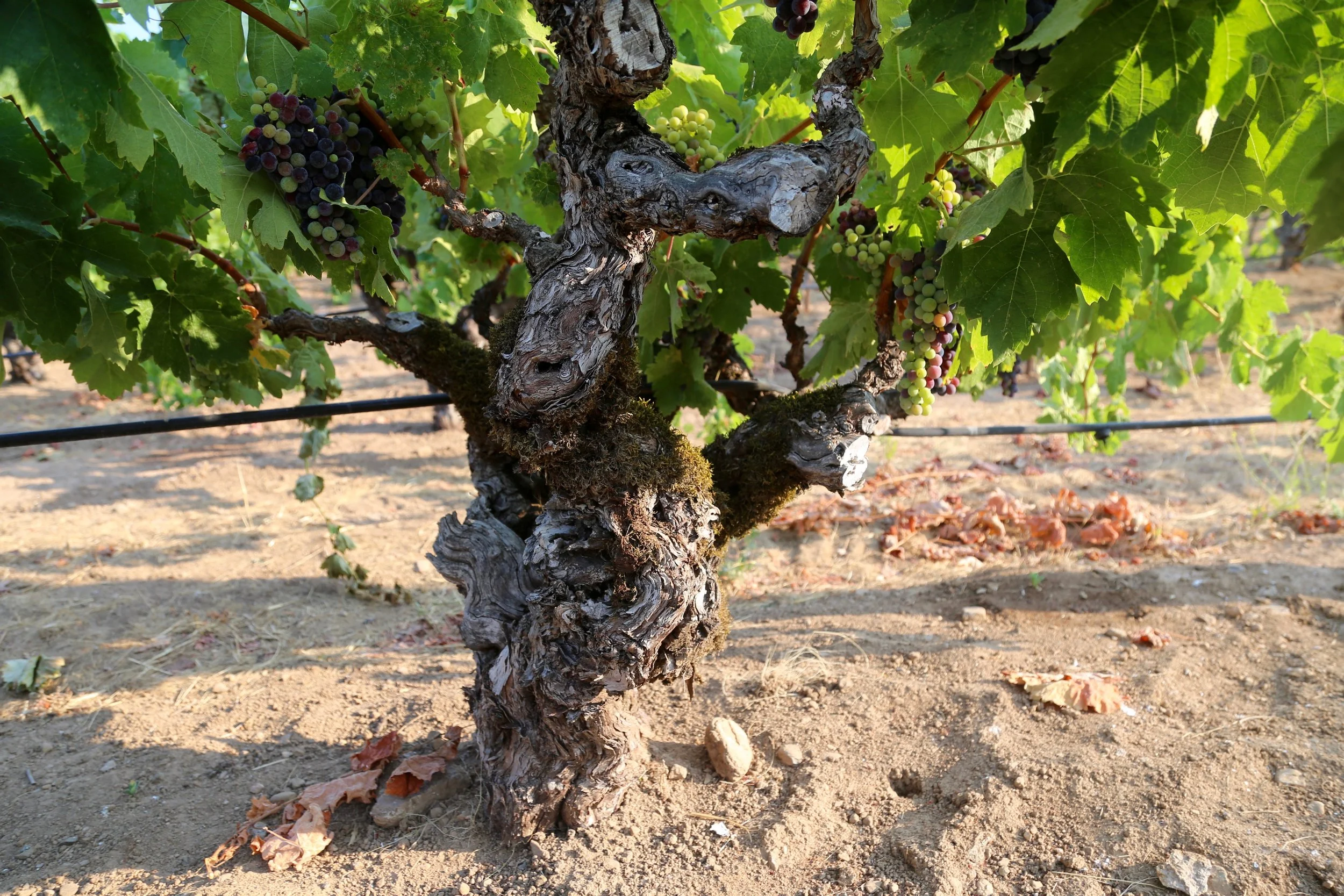 Evangelho Old Vine 1.jpg