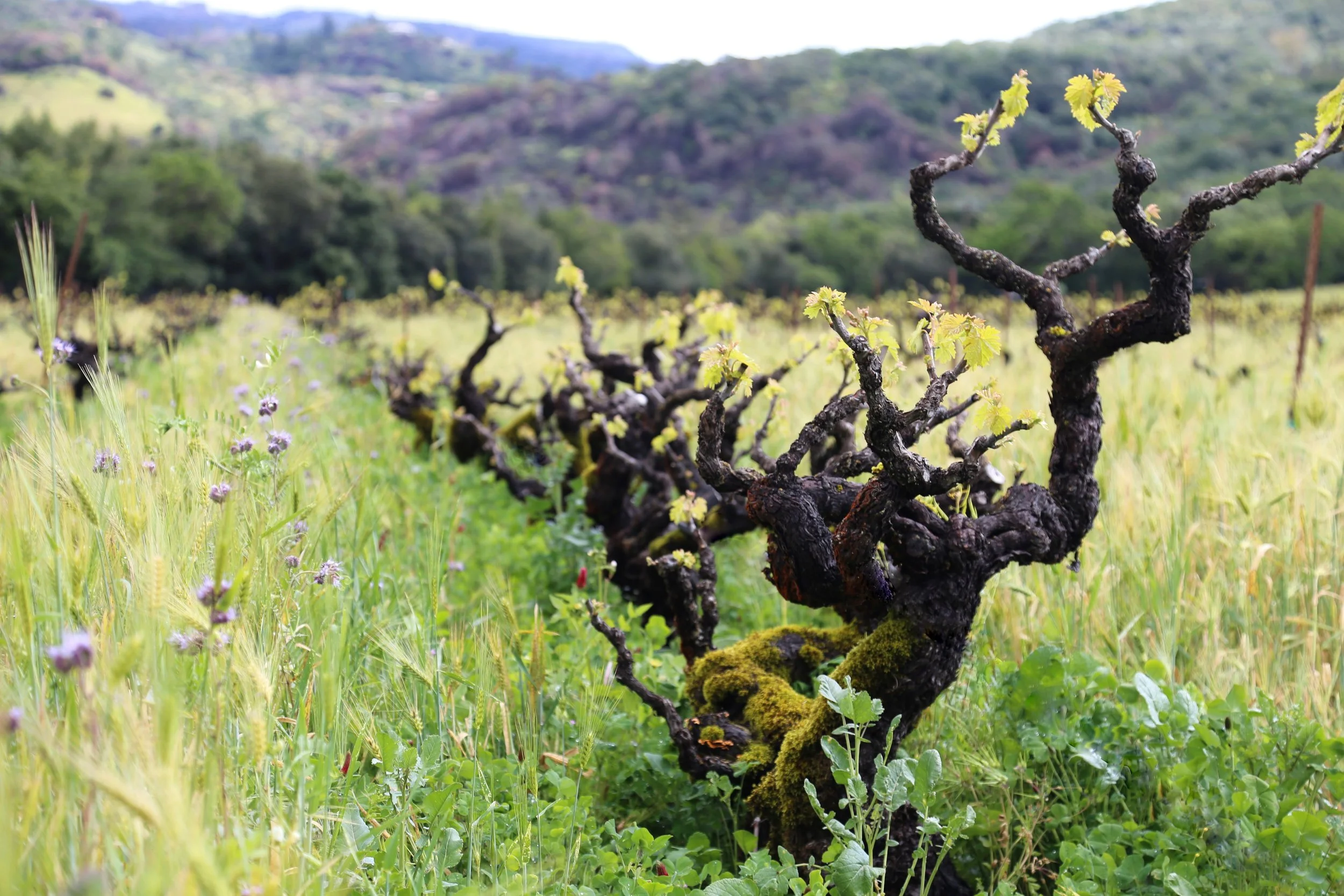 Bedrock Old Vine.jpg