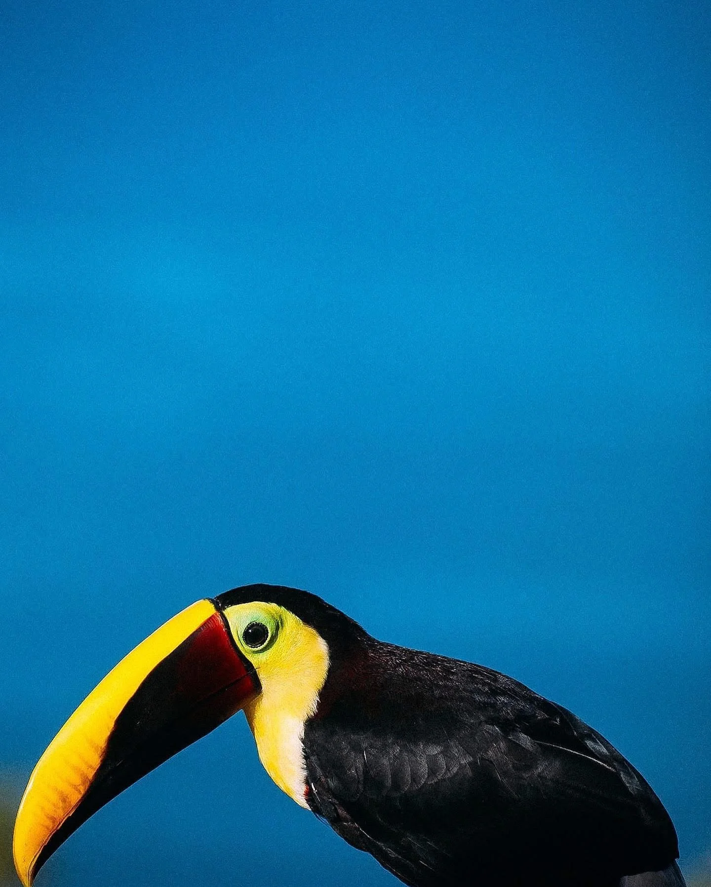 Some of my favorite wildlife photos I snapped during my time in Costa Rica! Illustrations inspired by the real life photos and animals that make up the amazing country that is Costa Rica!! I still have so many I need to photograph on my next trips ov