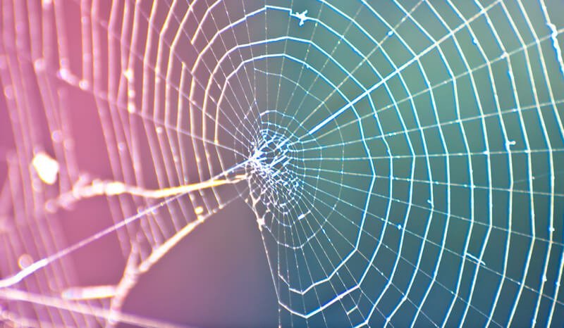 Untangling the Web: Understanding Complex Trauma and Healing