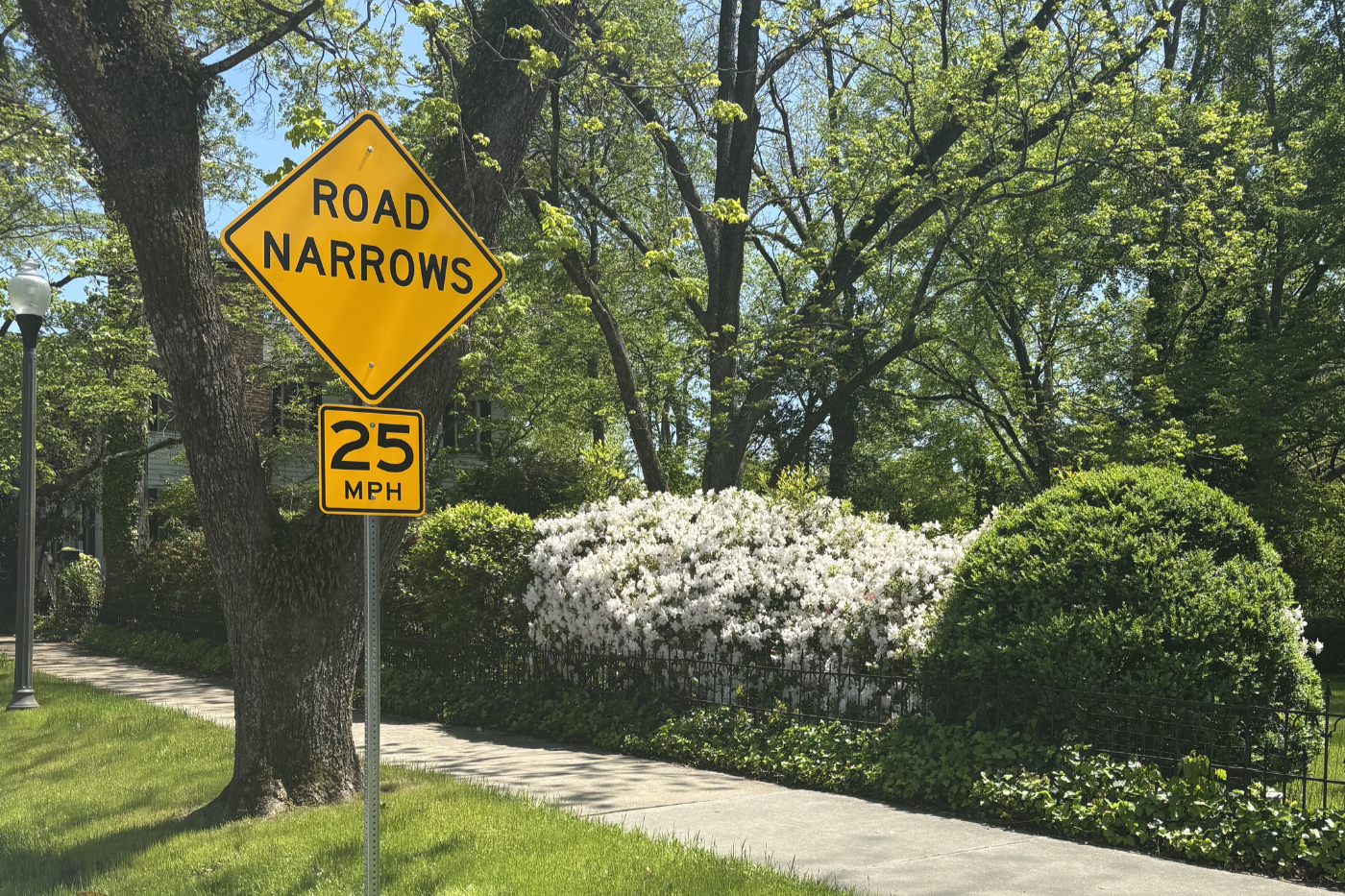 A sidewalk next to a tree with two yellow traffic signs: one indicating 'Road Narrows' and the other showing a speed limit of 25 miles per hour. There are bushes with white flowers and green trees lining the area.