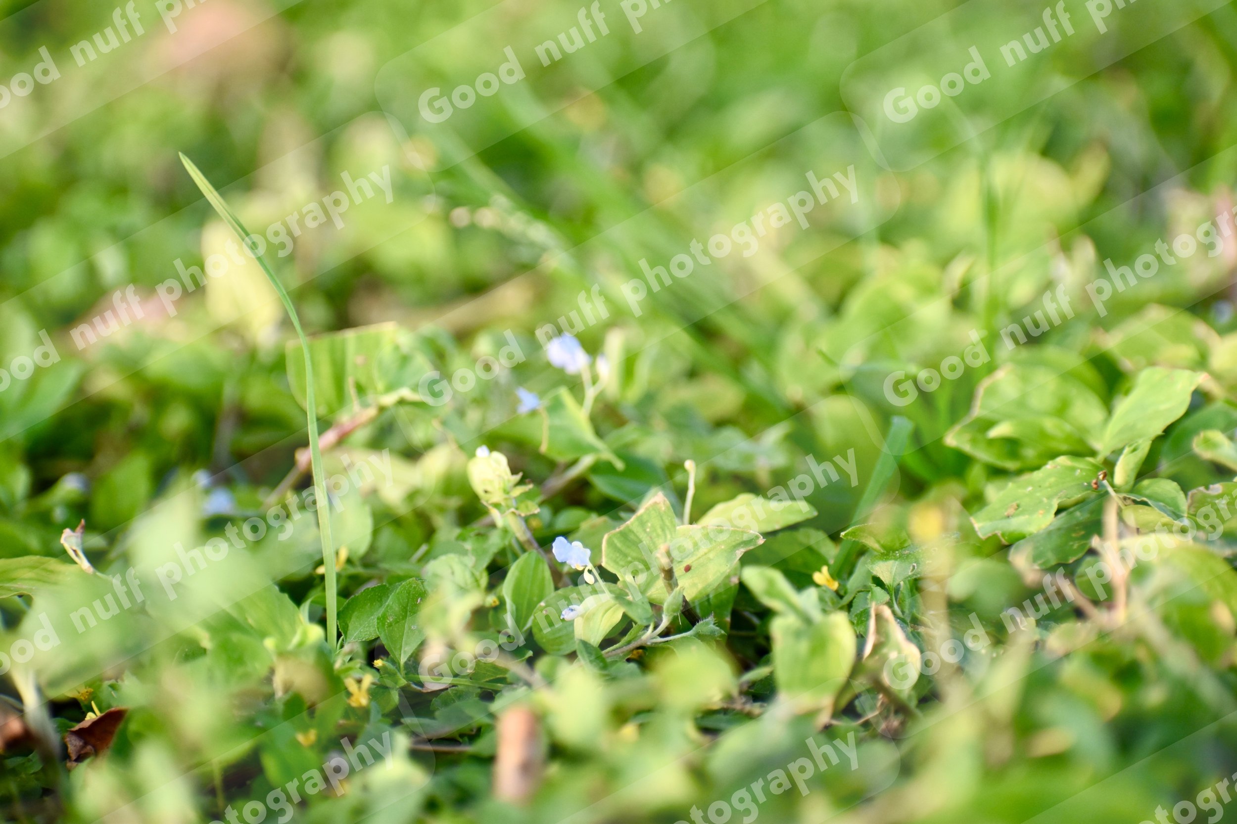 Garden of Clovers