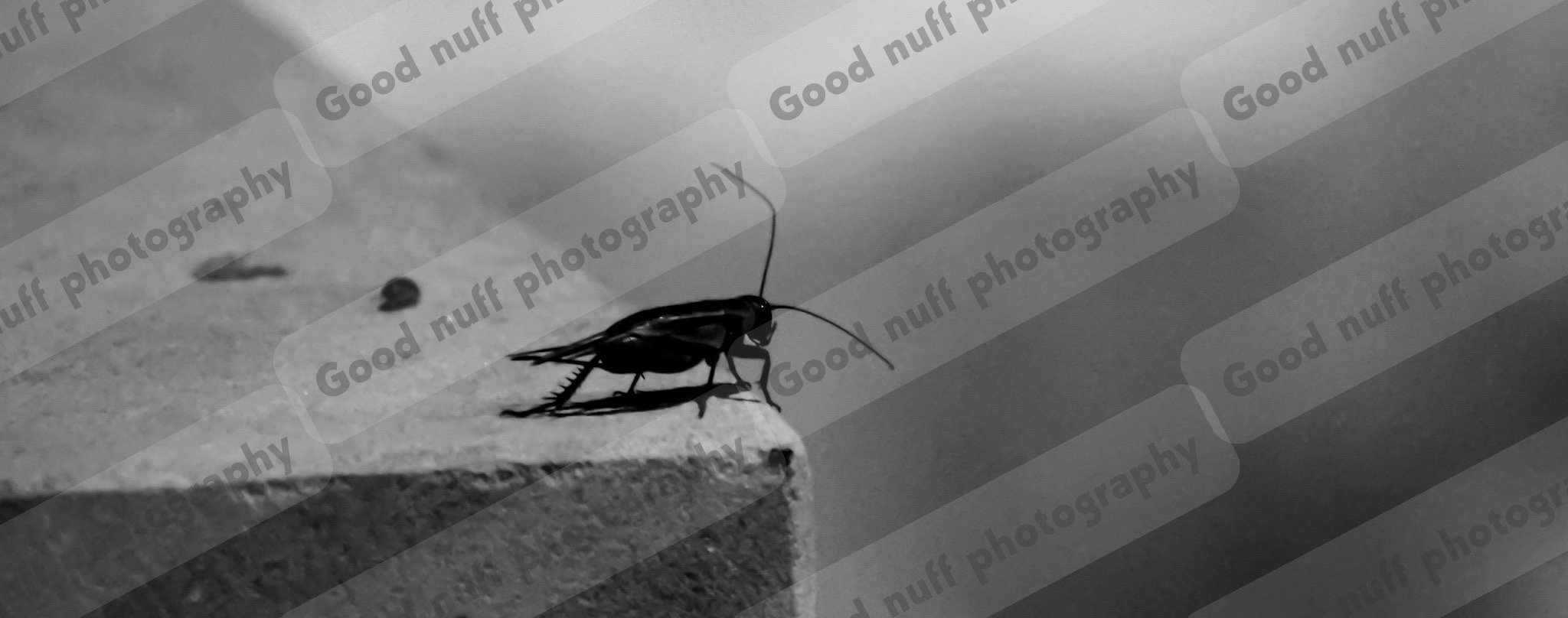 Stoic Bug