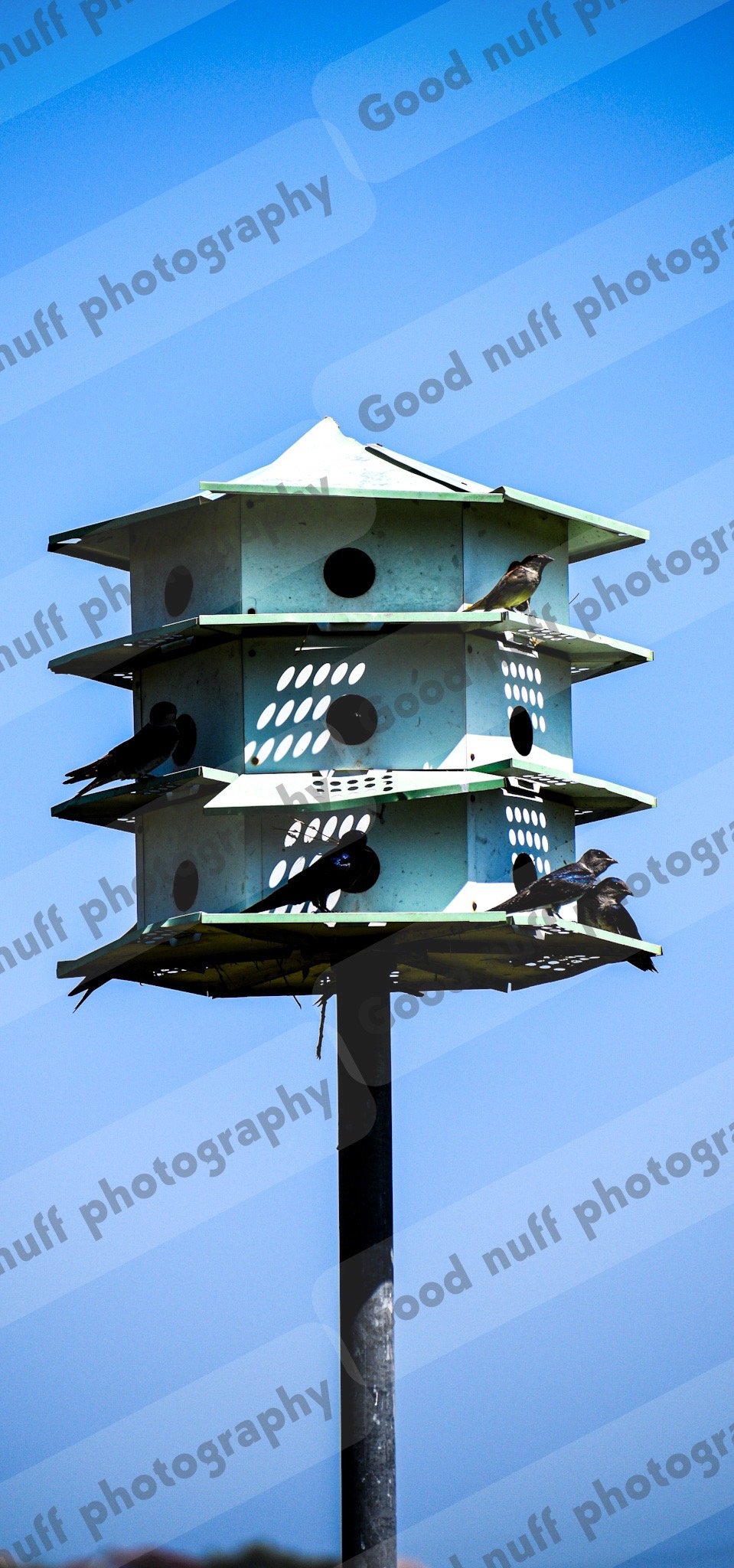 Bird house