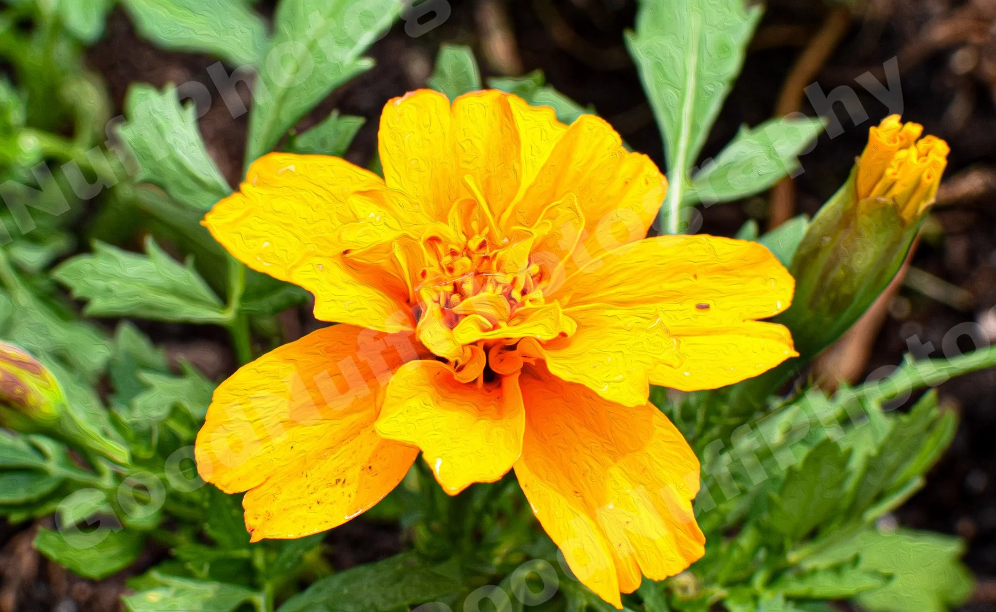 Marigold