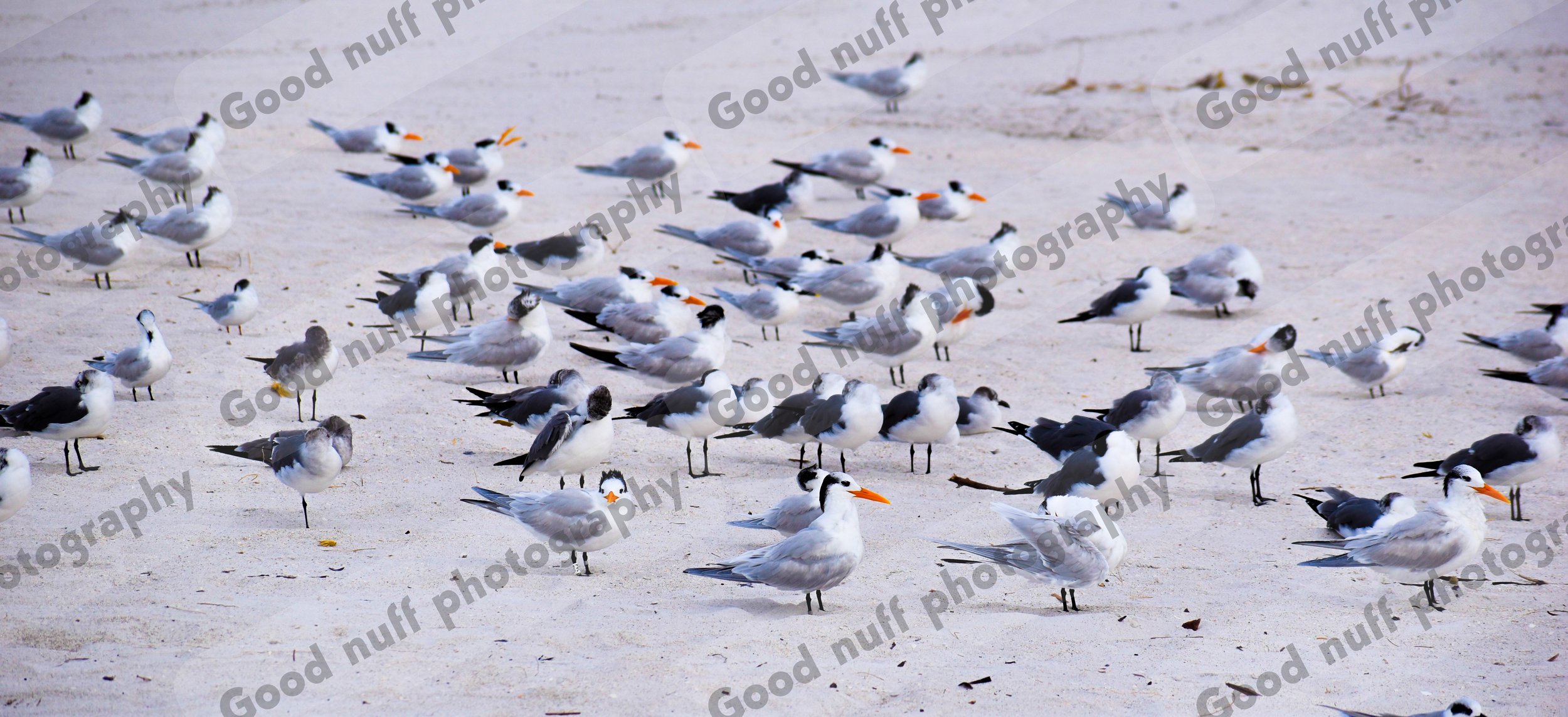 Seagulls
