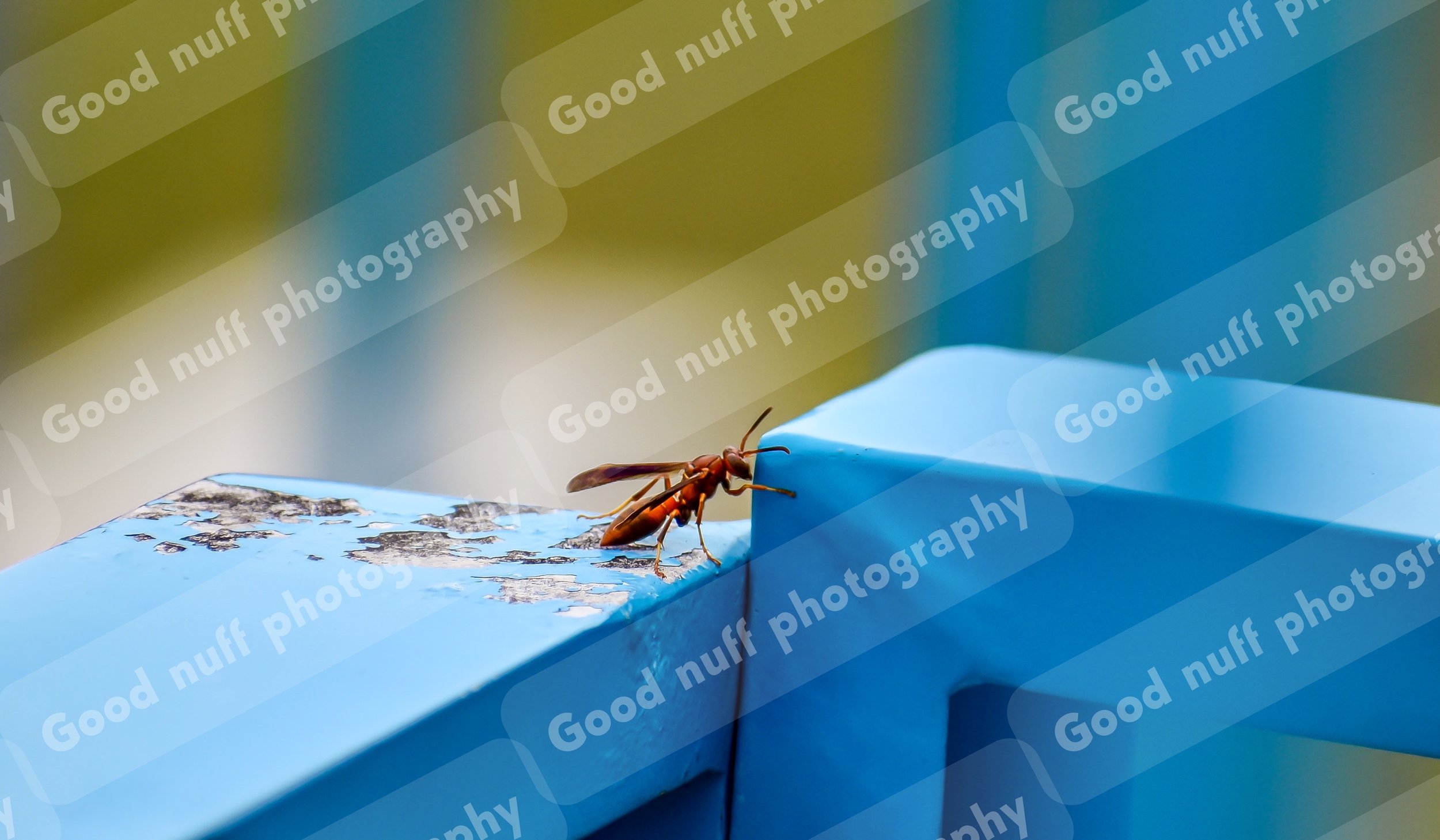 Wasp