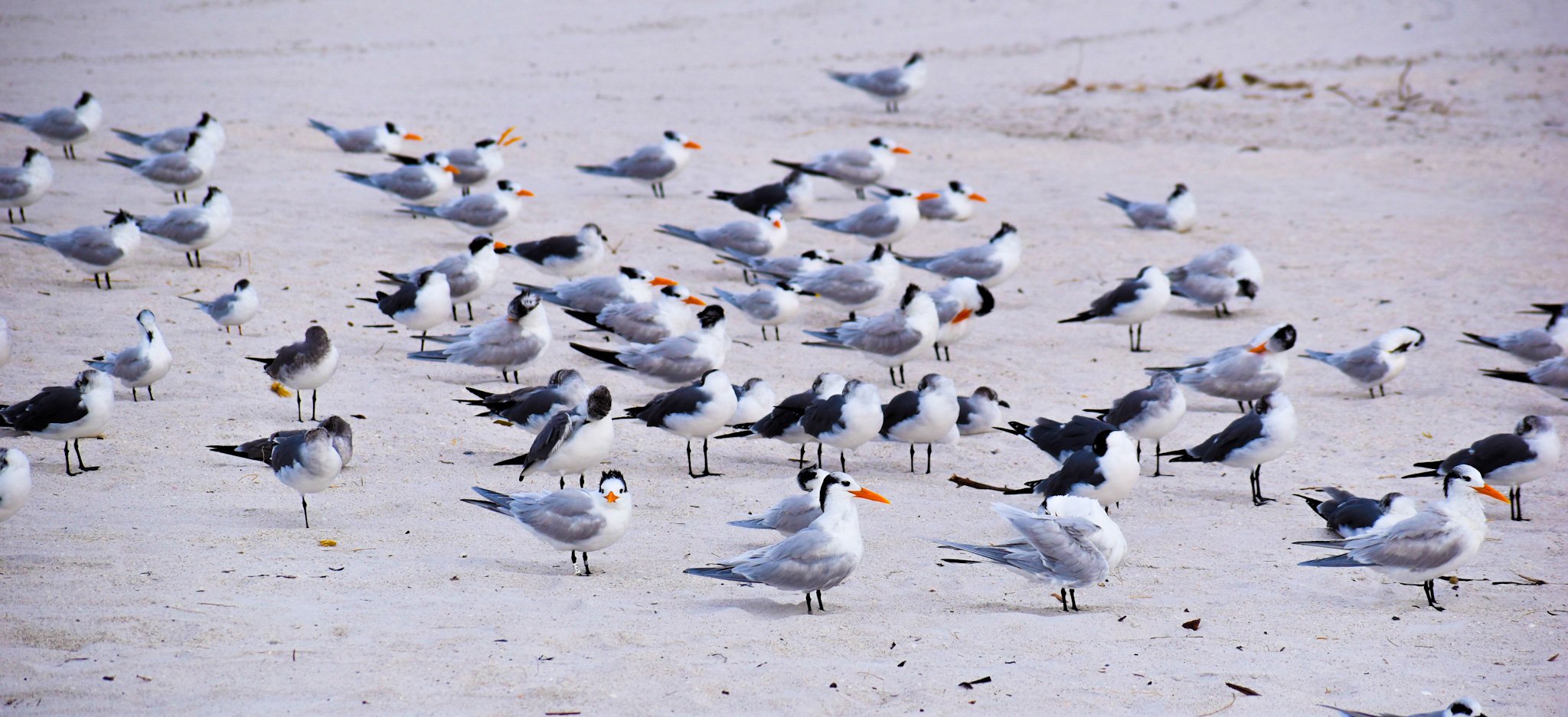 Sea Gulls