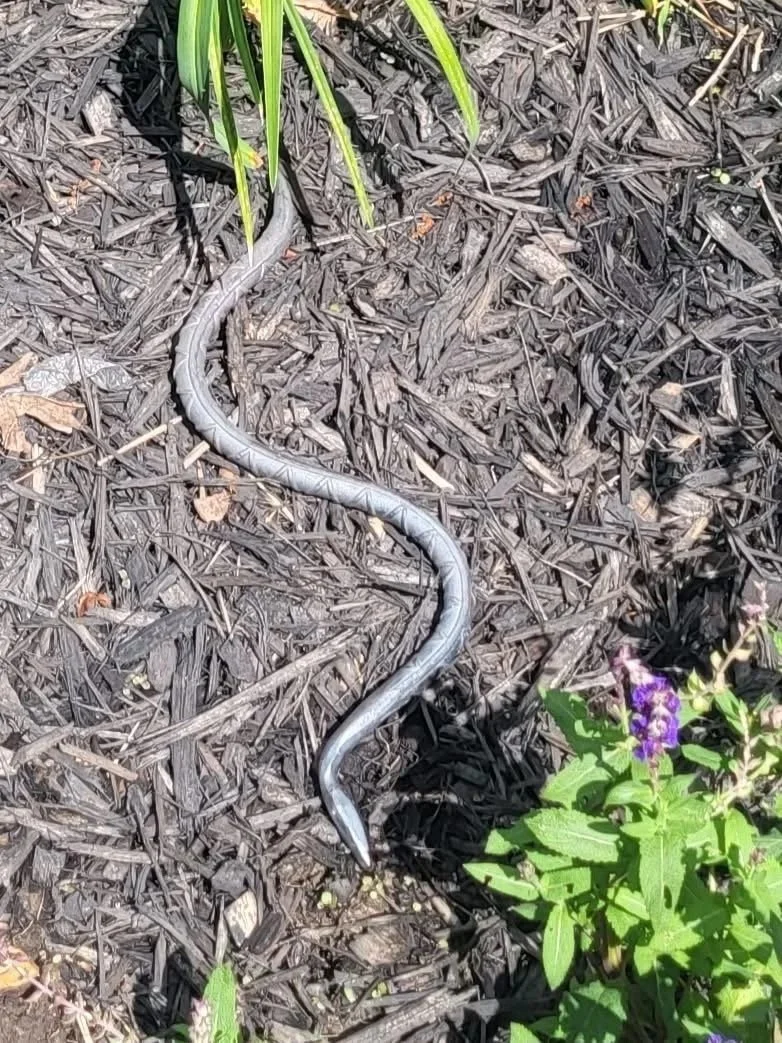 A gray snake on mulch ground near green plants and purple flowers.