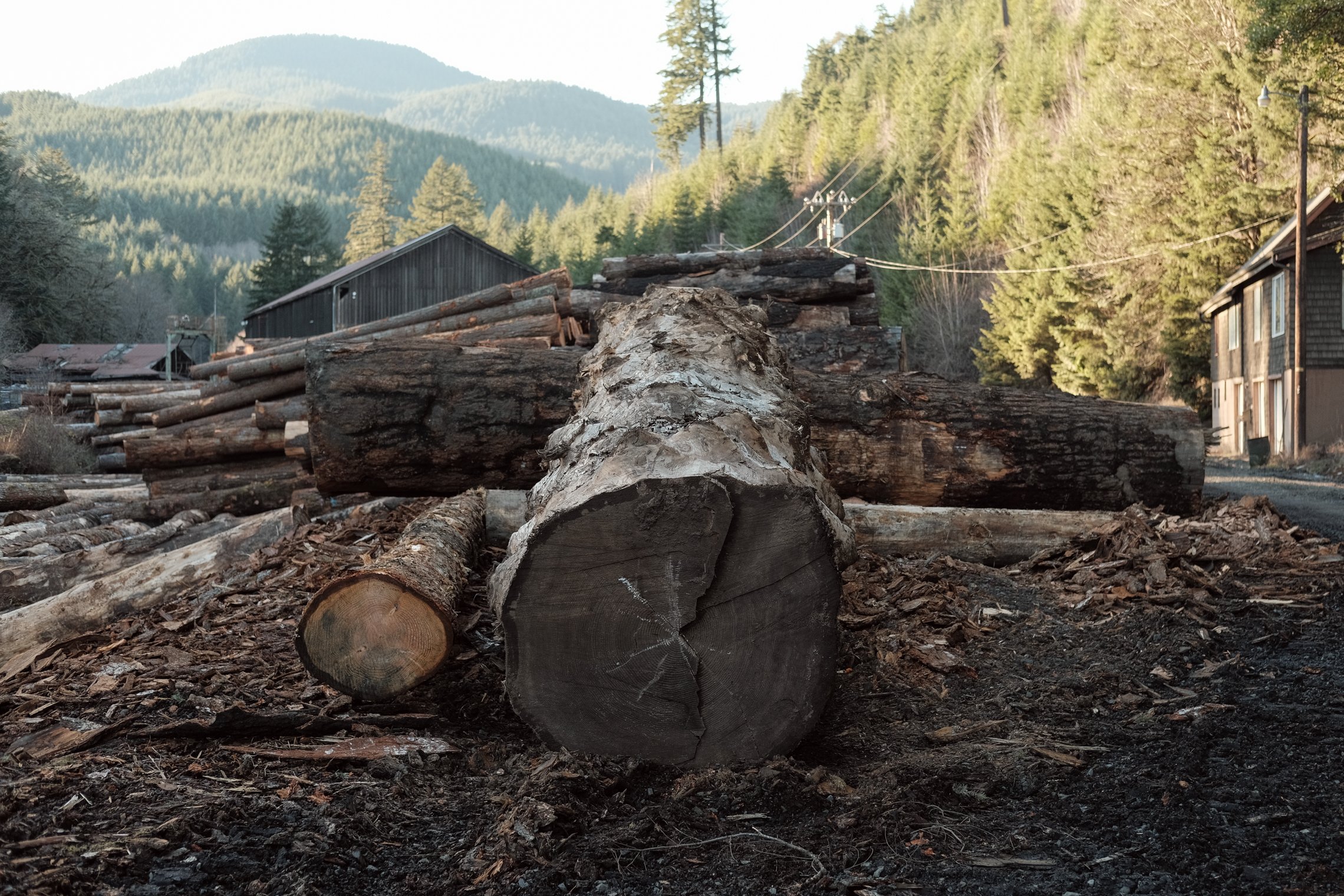 IF A TREE COULD SPEAK