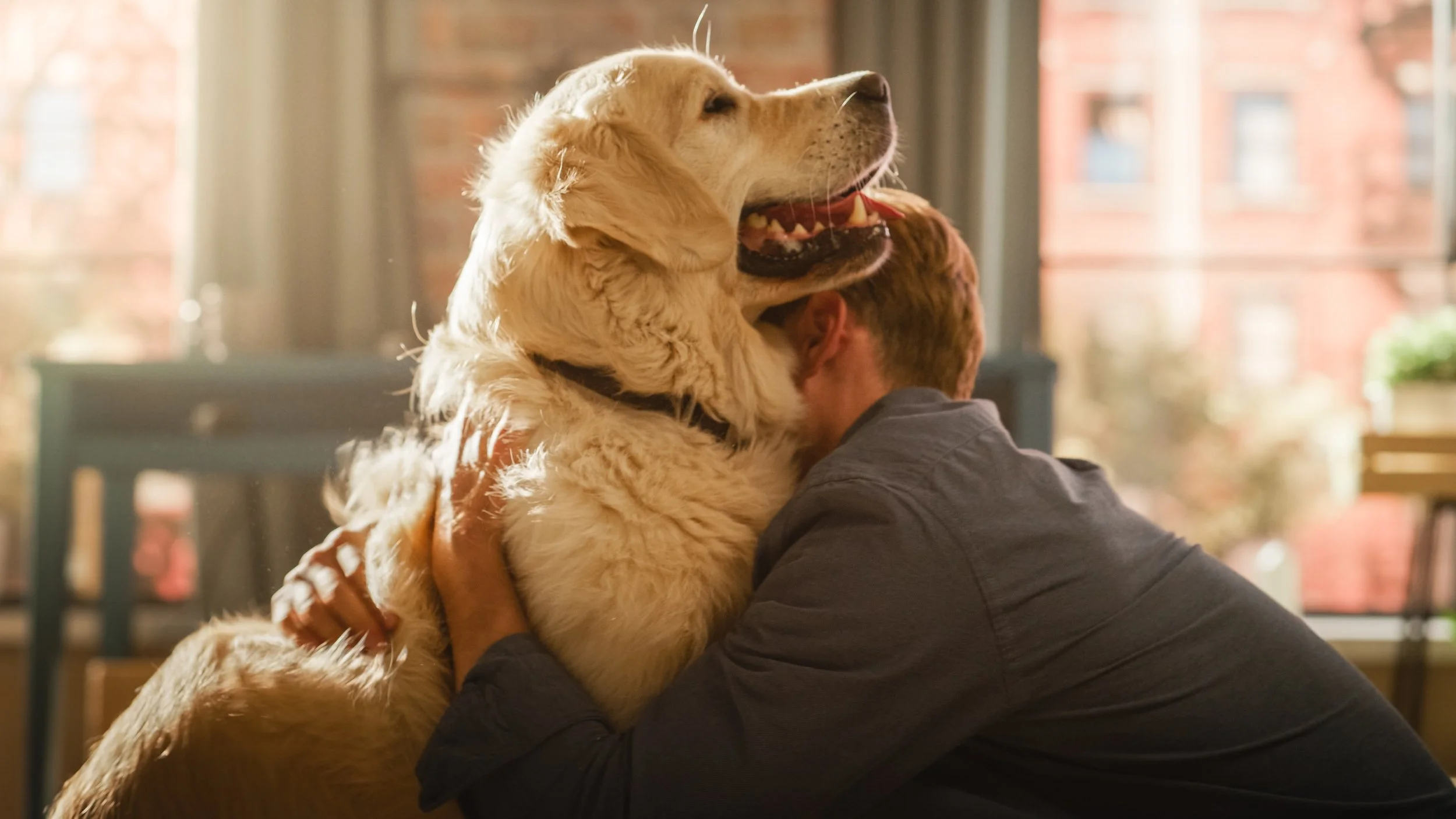 A person hugging a large golden retriever dog inside a room with a window in the background.