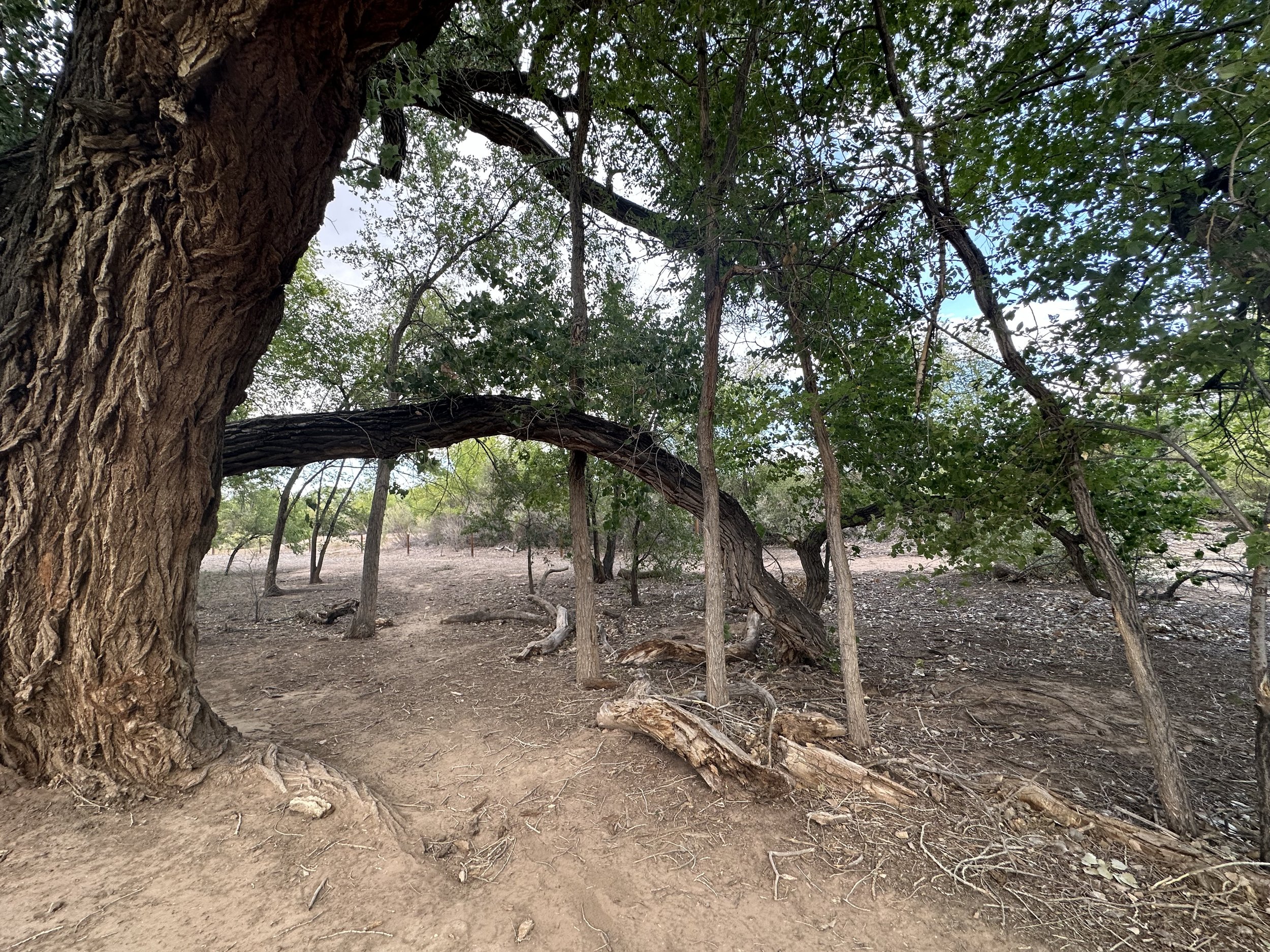 Family Saturday Series, Nature Sensory Walk, Bachechi Open Space
