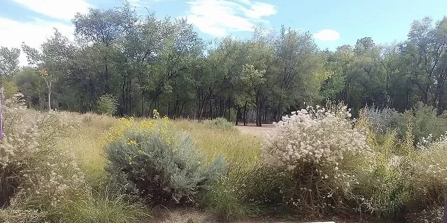 Nature Immersion Walk at Bachechi Open Space