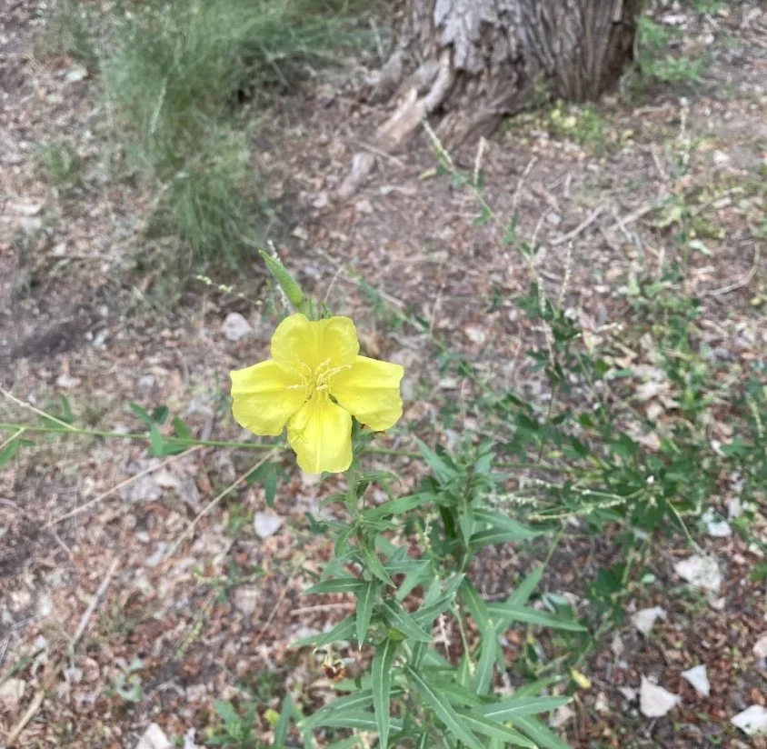 Nature Connection Walk at Bachechi Open Space