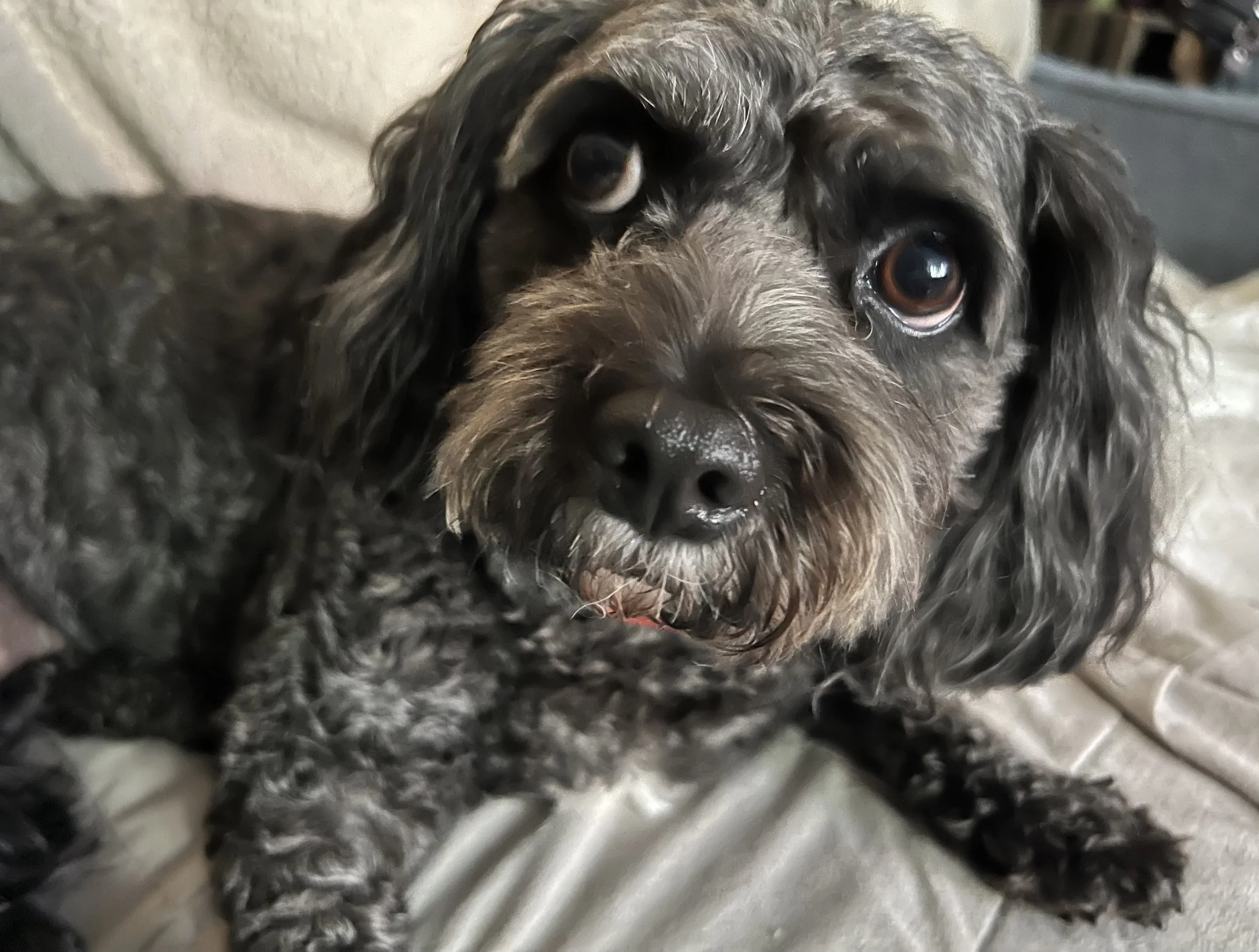 _Testimonial_ ReneeSobel.jpg