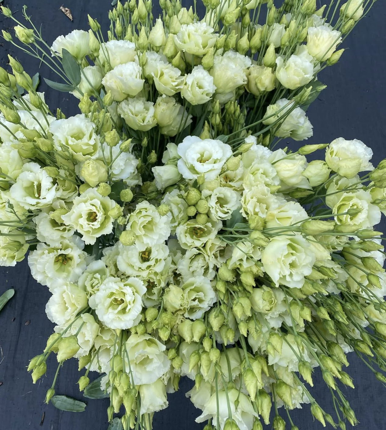 Screen Shot 2025-03-27 at 12.08.56 AM.png