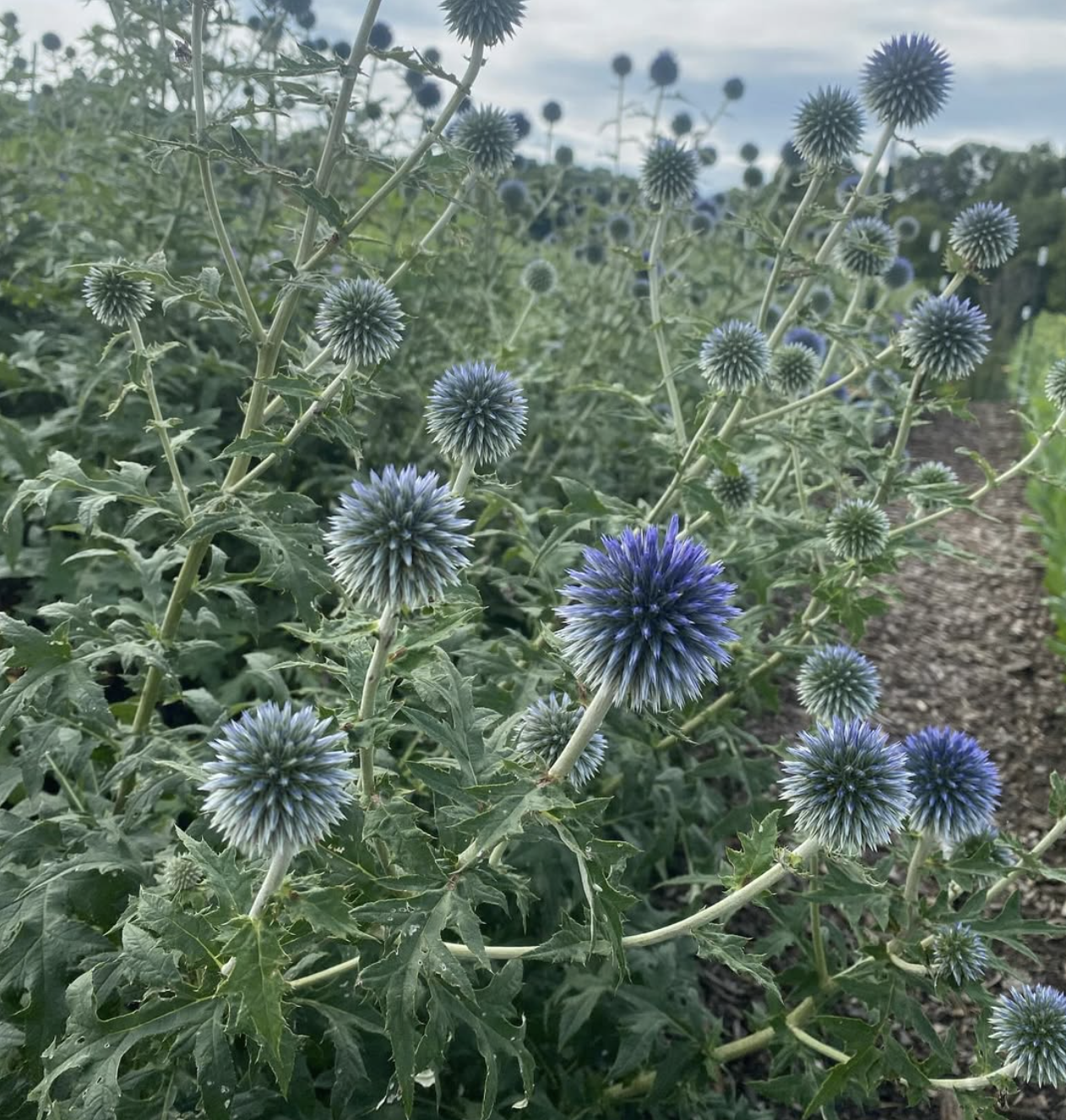 Screen Shot 2025-03-27 at 12.08.40 AM.png