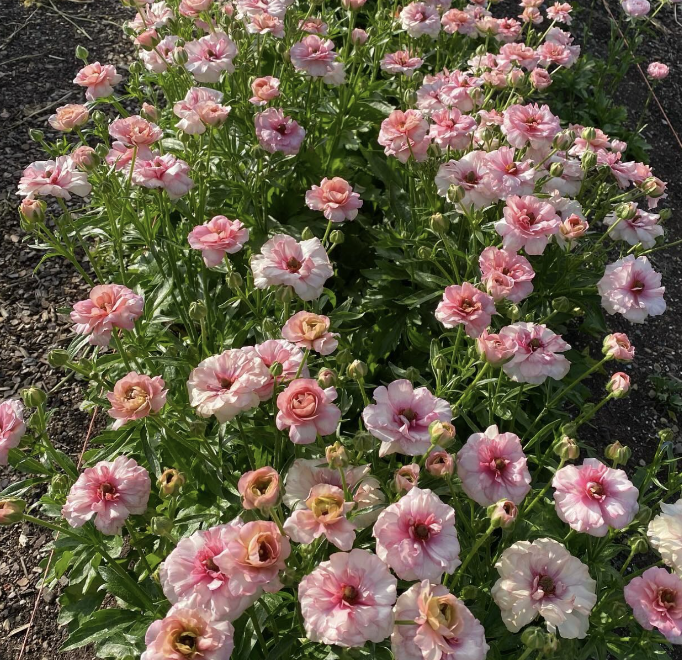 Screen Shot 2025-03-27 at 12.10.00 AM.png