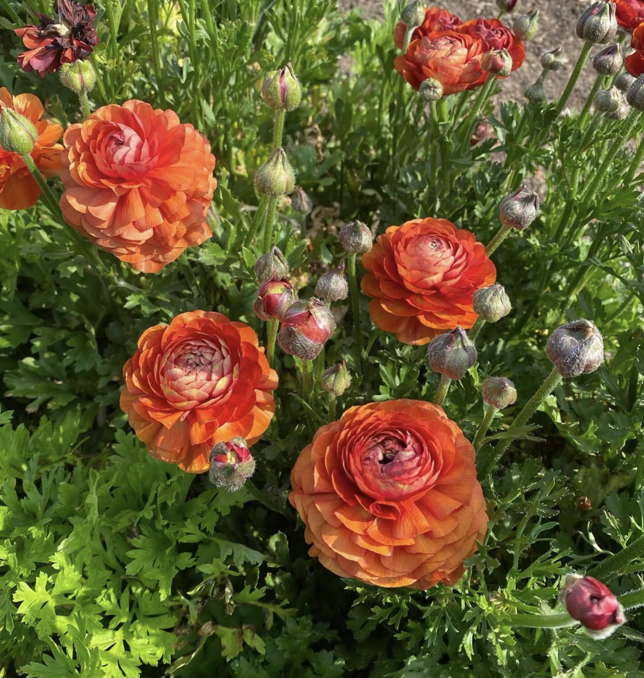 Screen Shot 2025-03-27 at 12.09.24 AM.png