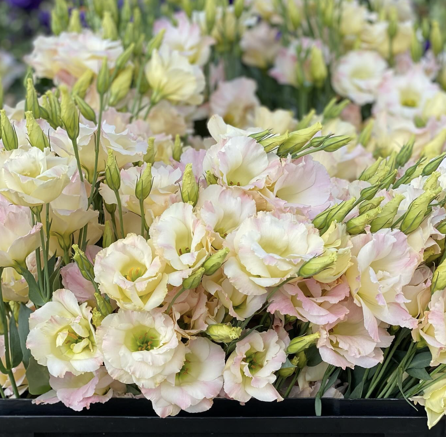 Screen Shot 2025-03-27 at 12.09.46 AM.png