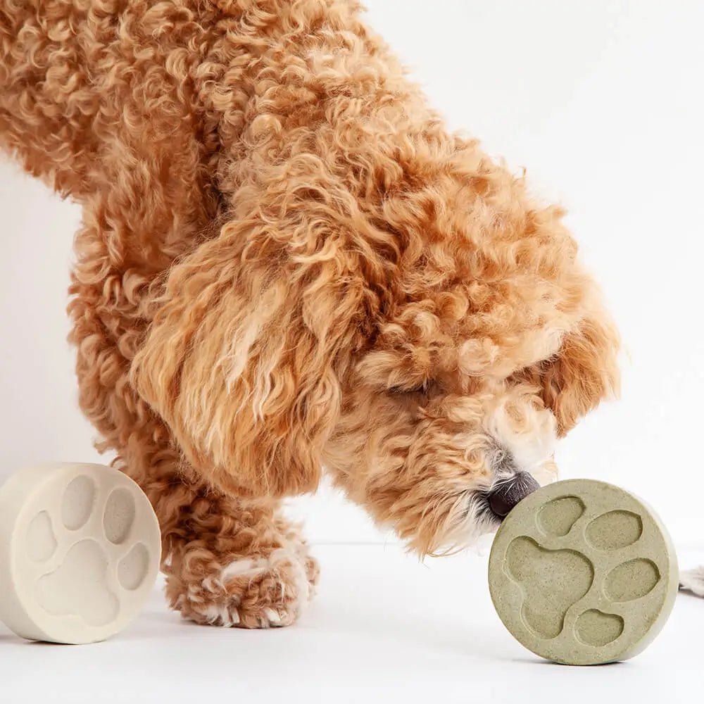 DogShampoo_Dog2_sq_web.webp