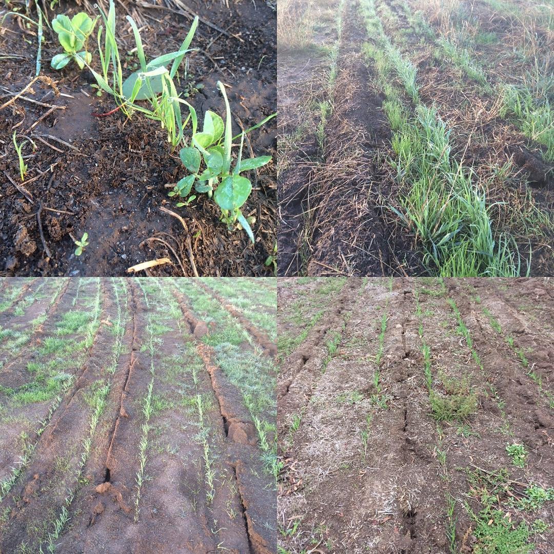 McIvor-2016-May9-CoverCrop-2.jpg