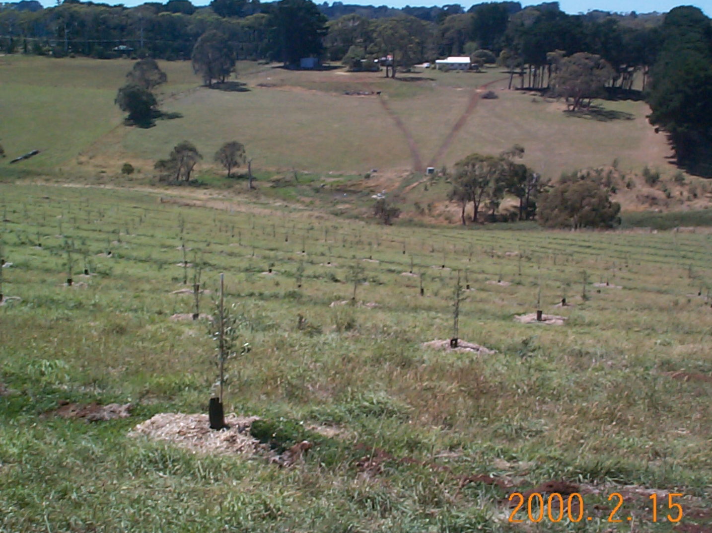 HartFarm-2000-Olives.png
